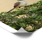 スパロー葉書 ポスター (角)