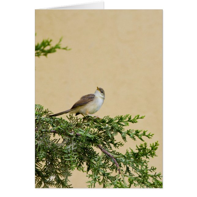 スパロー (正面)