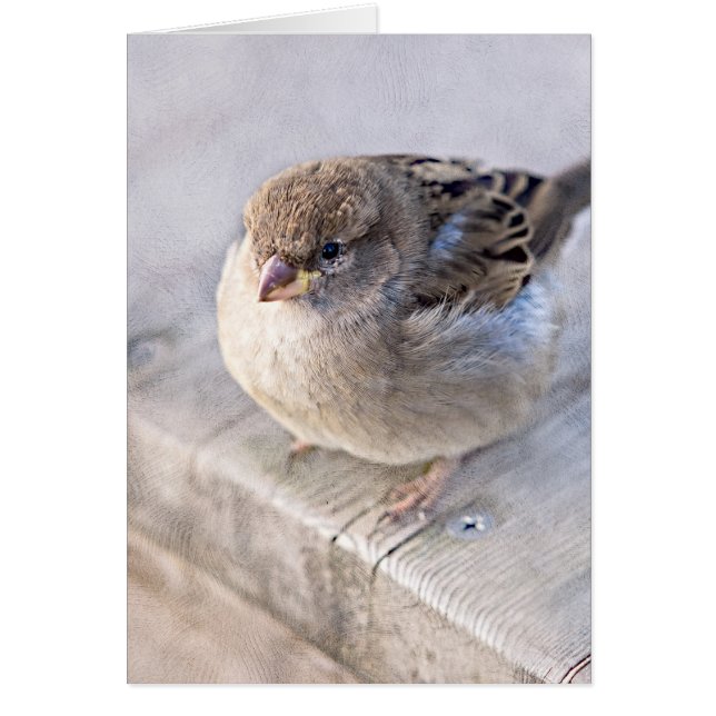 スパロー – オーバーウェイト (正面)