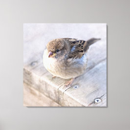 スパロー – オーバーウェイト キャンバスプリント