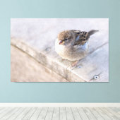 スパロー – オーバーウェイト キャンバスプリント (インサイチュ (ウッドフロア))