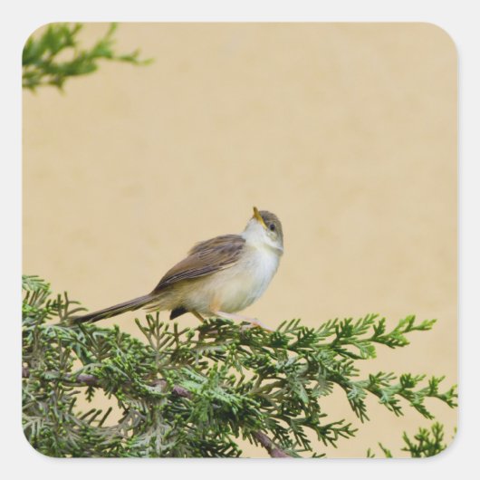 スパロー スクエアシール (正面)