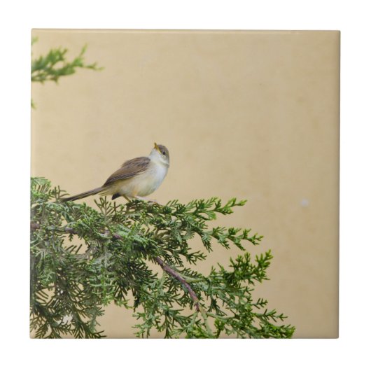 スパロー タイル (正面)