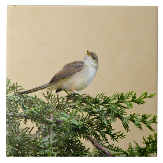 スパロー タイル (正面)