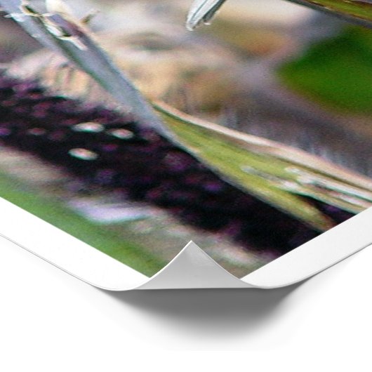 スパロー ポスター (角)