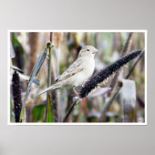 スパロー ポスター (正面)