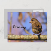 スパロー ポストカード (正面/裏面)