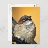 スパロー ポストカード (正面/裏面)