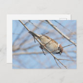 スパロー ポストカード (正面/裏面)