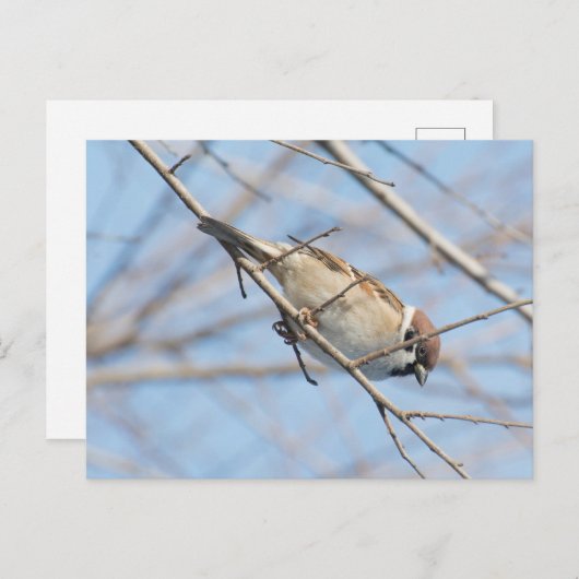 スパロー ポストカード (正面/裏面)