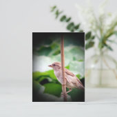 スパロー ポストカード (スタンド正面)