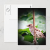 スパロー ポストカード (正面/裏面)