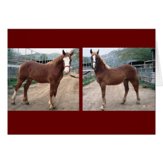 スパーキー&スージー