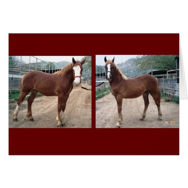 スパーキー&スージー (正面横)