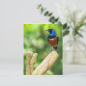 スパーブスターリングはがき ポストカード (スタンド正面)