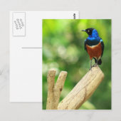 スパーブスターリングはがき ポストカード (正面/裏面)