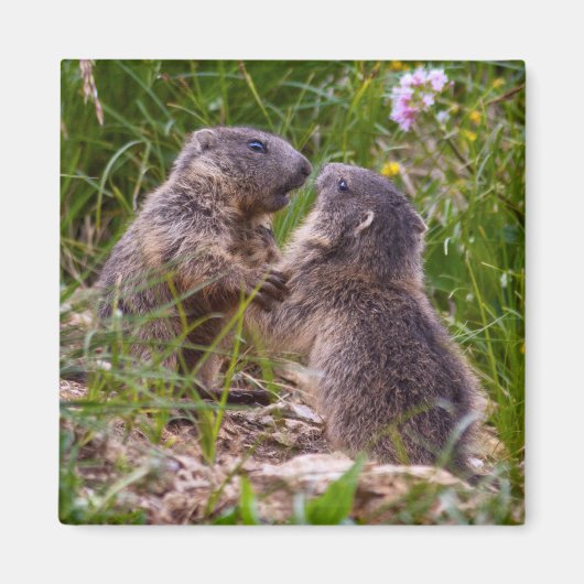 スパーリングパートナーズ磁石 マグネット (正面)