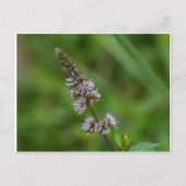 スピアミントパープルワイルドフラワーフローラはがき ポストカード (正面)