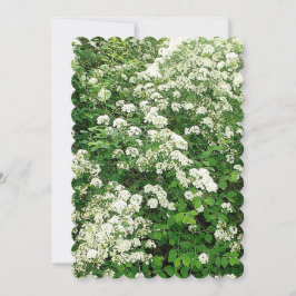 スピアリアの花の低木/ブッシュ 招待状