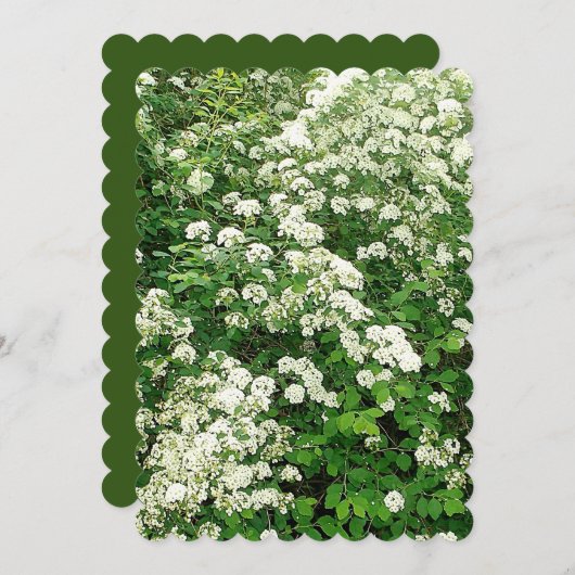 スピアリア フローラル フラワー シュラブ/低木 招待状 (正面/裏面)