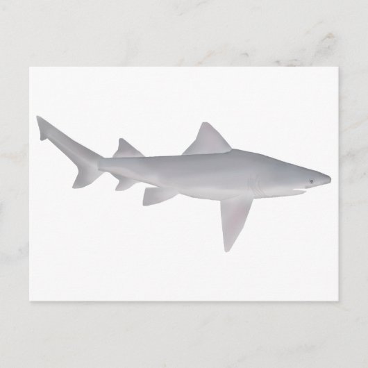 スピアースウザメ ポストカード (正面)