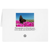 スピスブッシュアゲハチョウ蝶 (裏面横)