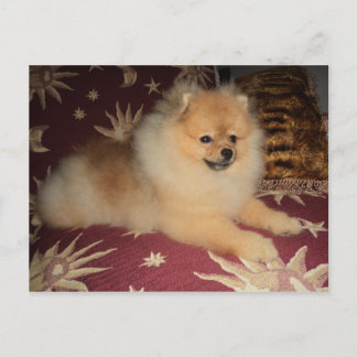 スピッツアレマオ ポストカード