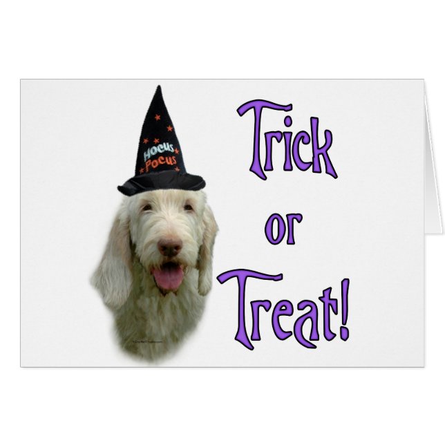 スピノーイタリアノトリック (正面横)