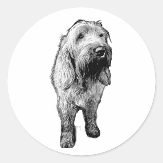 スピノーネ ステッカー - 愛情あふれる犬の肖像画 (正面)
