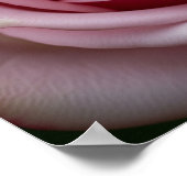 スピラーリング花びら付きピンクローズ ポスター (角)