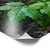 スピリットベアフォトプリント フォトプリント            (角)