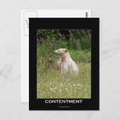 スピリットベアーギフト ポストカード (正面/裏面)