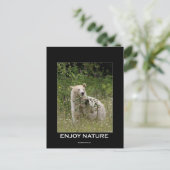 スピリットベアーギフト ポストカード (スタンド正面)