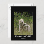 スピリットベアーギフト ポストカード (正面/裏面)