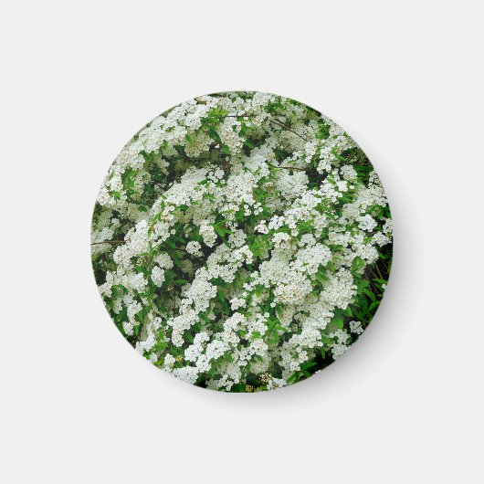 スピレアアルグタ磁石 マグネット (正面)