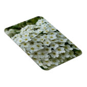 スピレアアルグータ マグネット (右側)