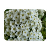 スピレアアルグータ マグネット (横)