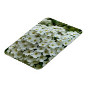 スピレアアルグータ マグネット (左側)