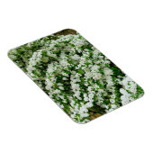 スピレアアルグータ マグネット (右側)