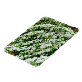 スピレアアルグータ マグネット (左側)