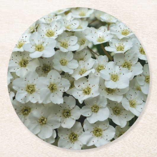 スピレアアルグータ ラウンドペーパーコースター (正面)