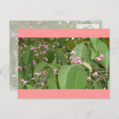 スピンドル(Spindle Tree) (Eusymus Europaeus) ポストカード (正面/裏面)