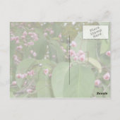 スピンドル(Spindle Tree) (Eusymus Europaeus) ポストカード (裏面)