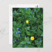 スピードウェルとバターカップ ポストカード (正面/裏面)