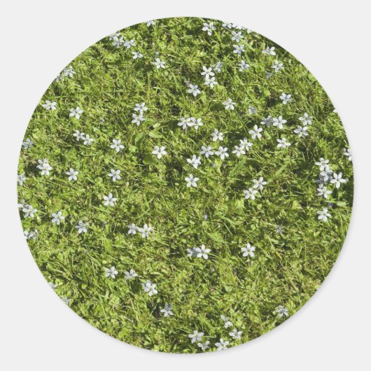 スピードウエルステッカー ラウンドシール (正面)