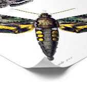 スフィンクスの蛾3つ ポスター (角)