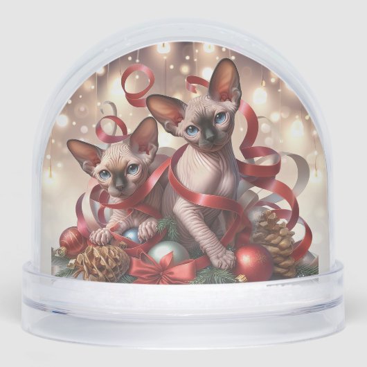 スフィンクス子猫 (正面)