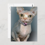 スフィンクス猫のポストカード ポストカード (正面/裏面)