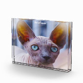 スフィンクス猫 フォトブロック (右)