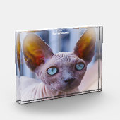 スフィンクス猫 フォトブロック (左)